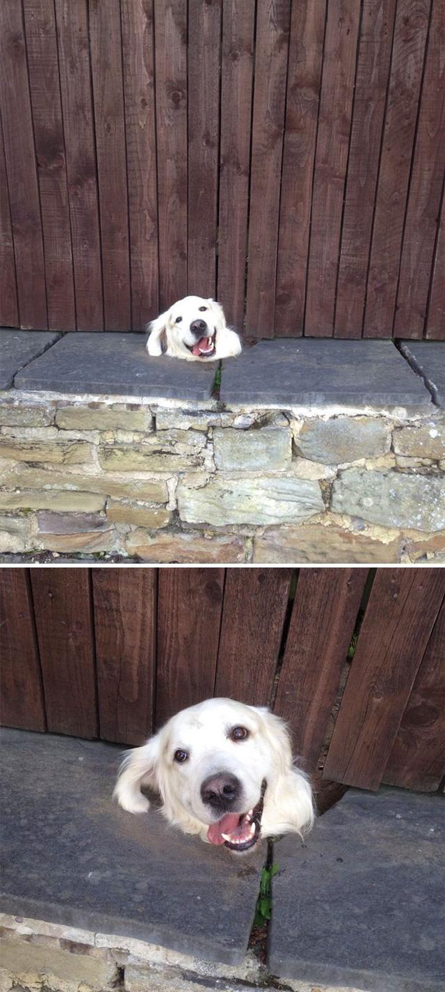 隔壁家的狗狗常常从缝里钻出个头,最后一张,终于看懂它的阴谋!