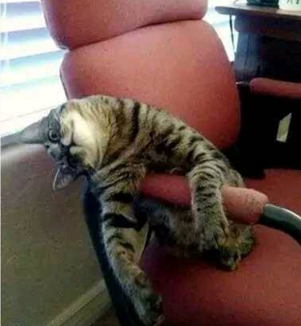 搞笑图片:喵星人是有多勤劳,都累趴在岗位上了