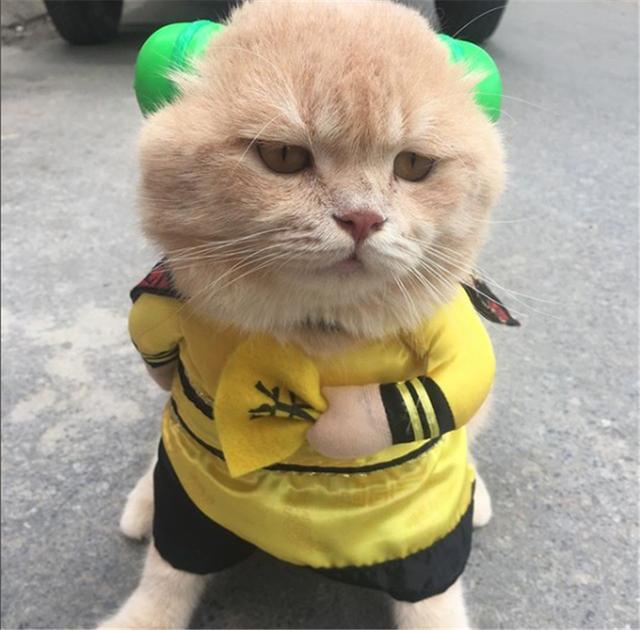 猫咪大佬带刀出巡,竟然喜欢墨镜和大金链子?