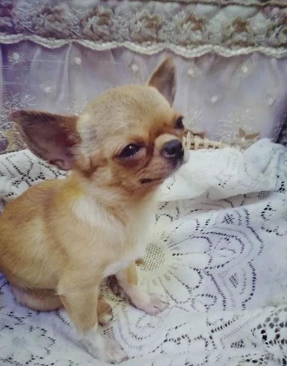 只有2斤8两,真的好迷你呀|狗狗|妞妞|宠物_新浪新闻