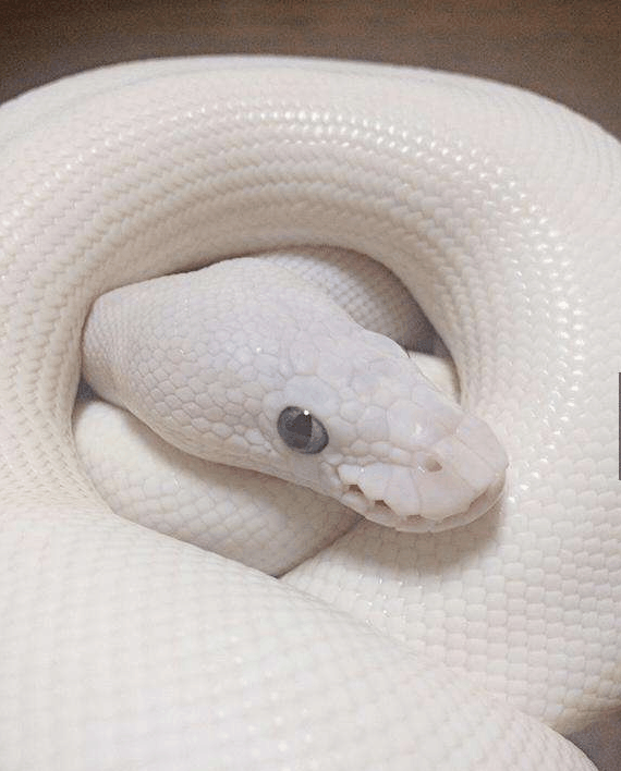 小伙家里养了条"白娘子" 好像漂白过的|猫狗|杯子|宠物_新浪新闻