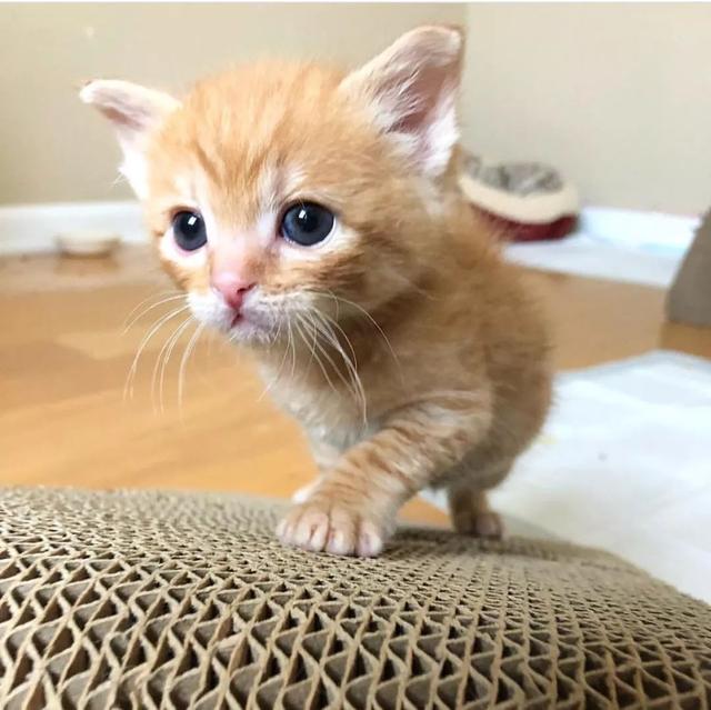 这辈子都撸不到小奶猫简直是白当铲屎官了