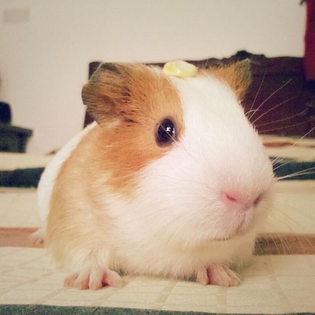 这种老鼠,野生的全部灭绝,只有给人类当宠物才能存活!