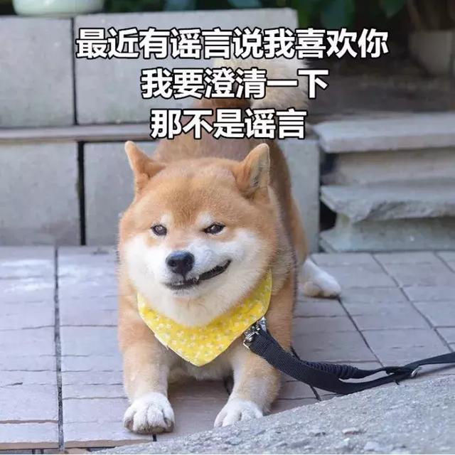 你说情话的功夫都还不如一只狗被狗子撩的不要不要的