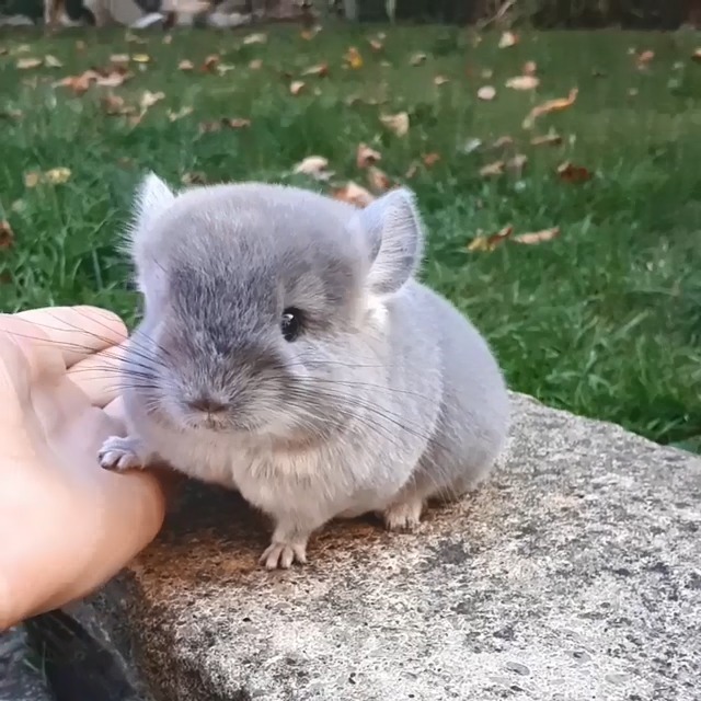 敲敲敲mini的龙猫!太可爱了 想抱回家!