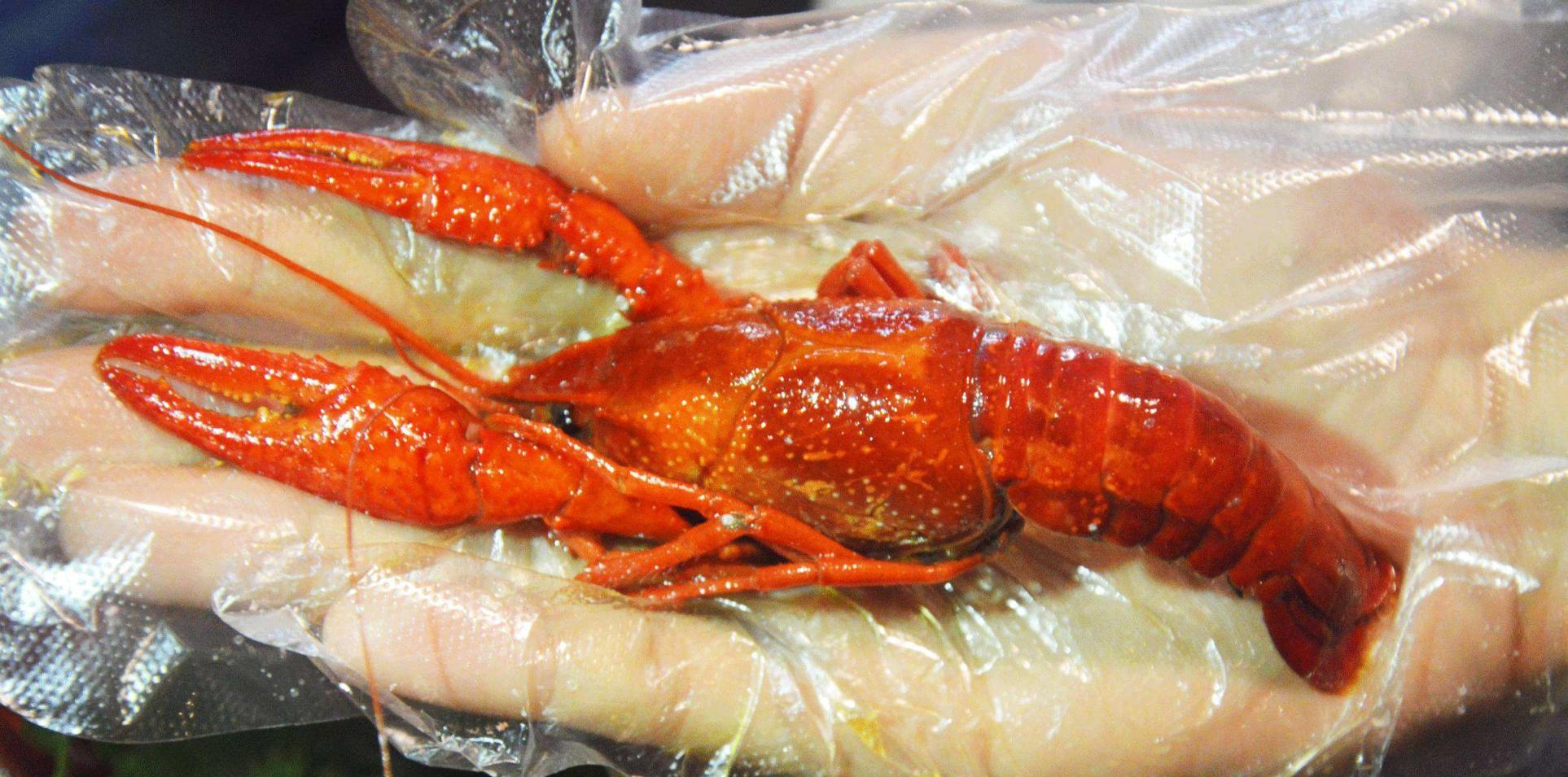 入侵人类世界物种中最惨的, 被人类吃的只剩下渣子|牛蛙|斑马|人类