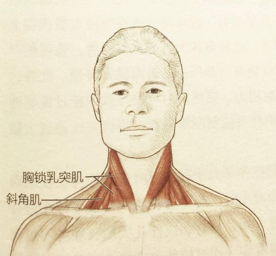 颈部关联的肌肉也有很多,分别是:头半棘肌,头夹肌,斜方肌,头最长肌