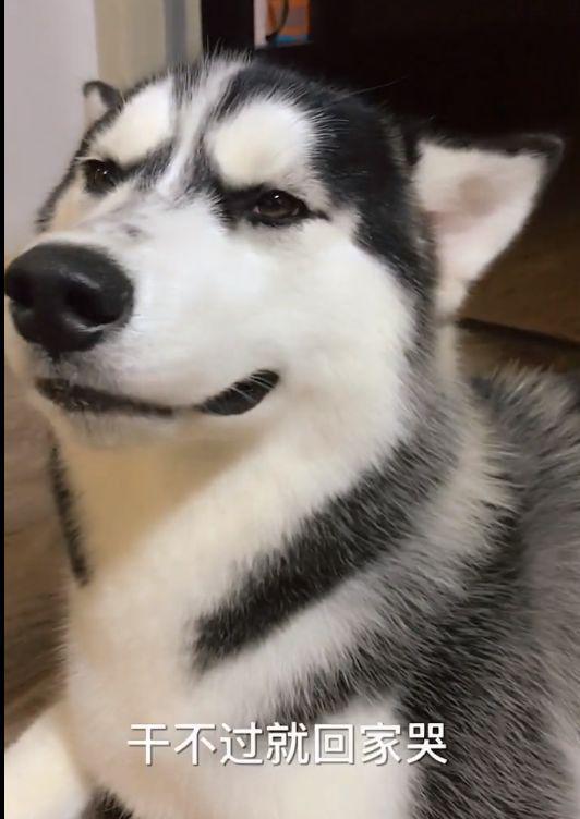 二哈约架打输了回家哭闹,一边抽搐一边低头没脸见人,主人无奈啊