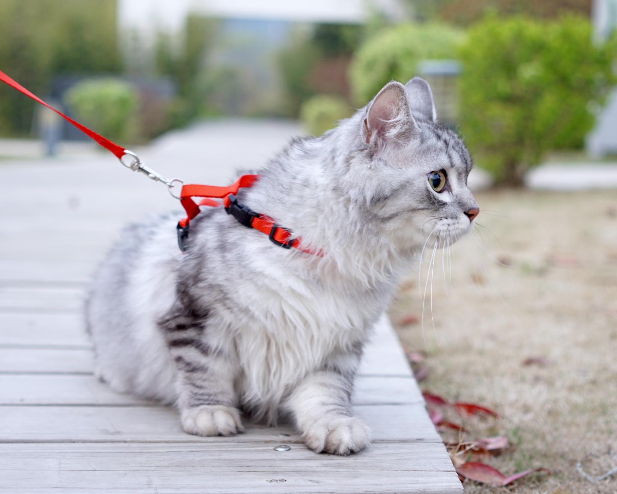 溜猫啦,不出意外怂怂哒