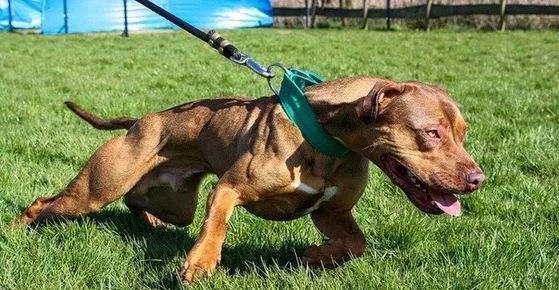 (图)|蜜獾|比特犬|比特_新浪新闻