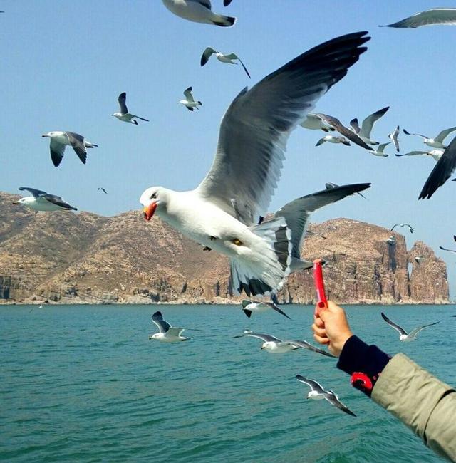 山東長山列島萬鳥島海鷗比鴿子還親近人