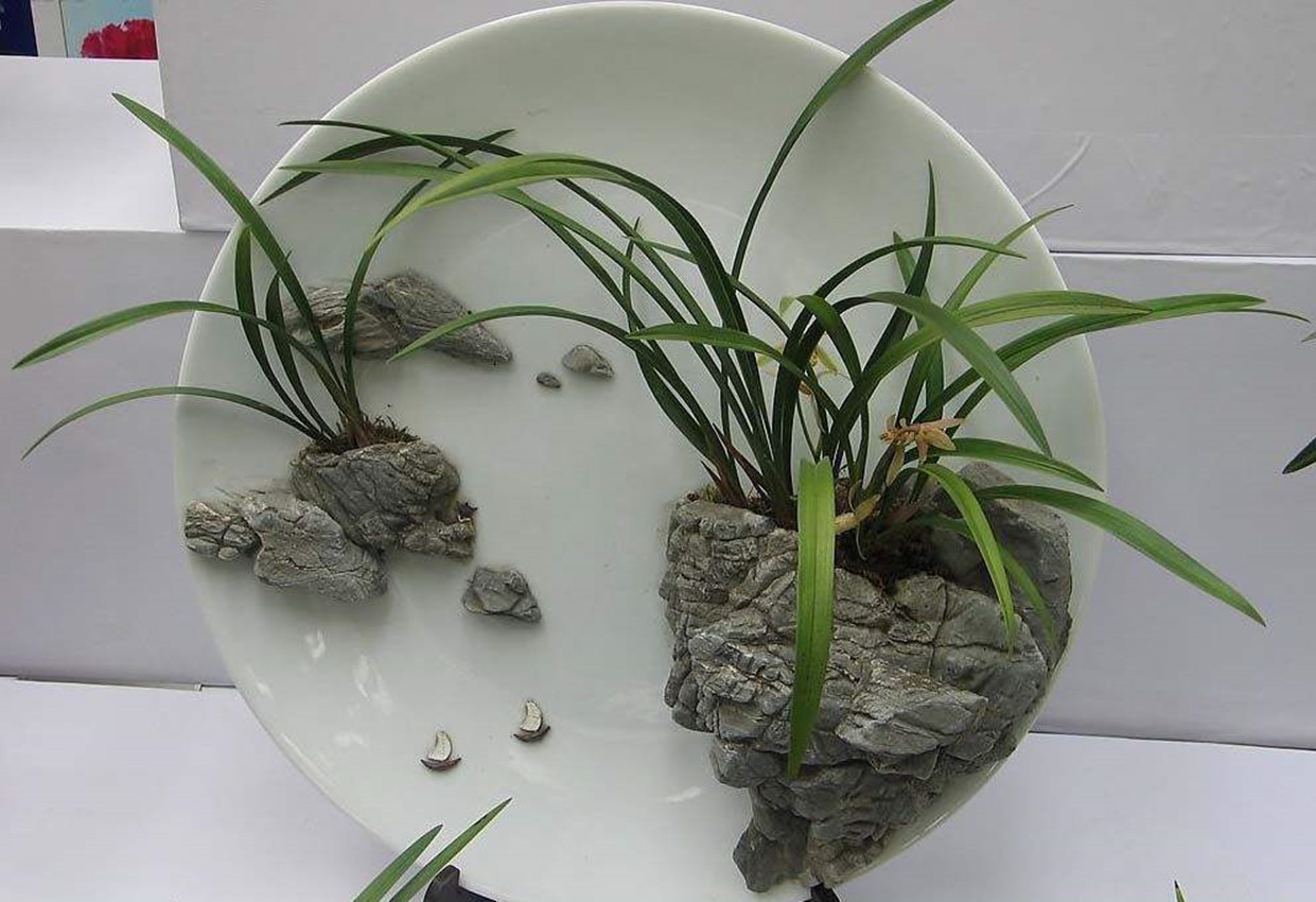 给兰花"开小的灶",等于把它送上黄泉路!