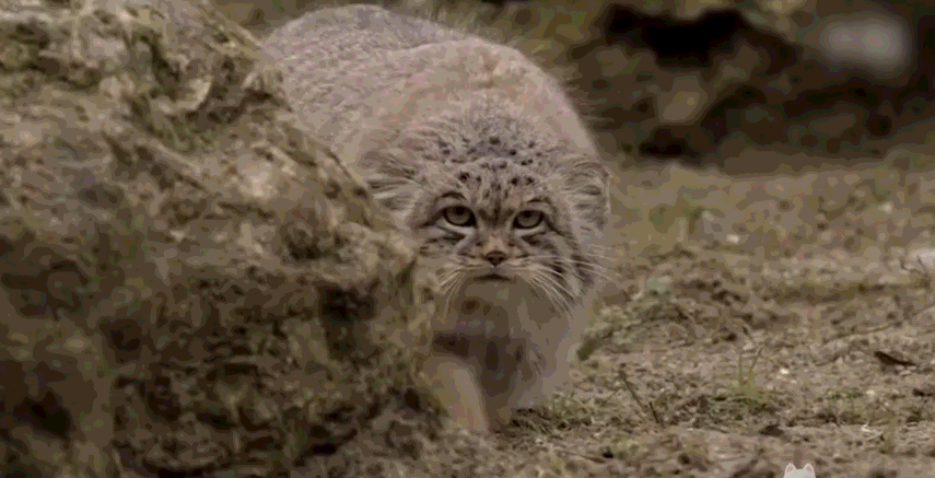 一种有钱也撸不到的猫:兔狲,不是兔子是表情帝!丑萌丑萌的!