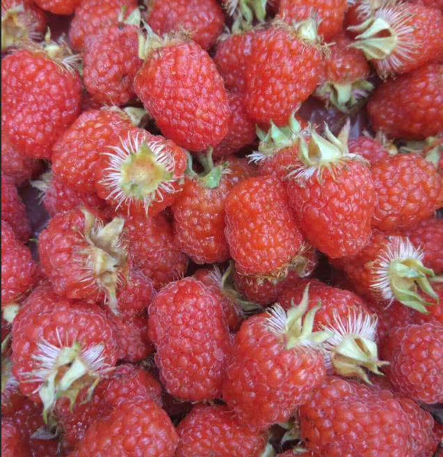 这个野果儿熟了,摘了满满一盆,重温儿时味道