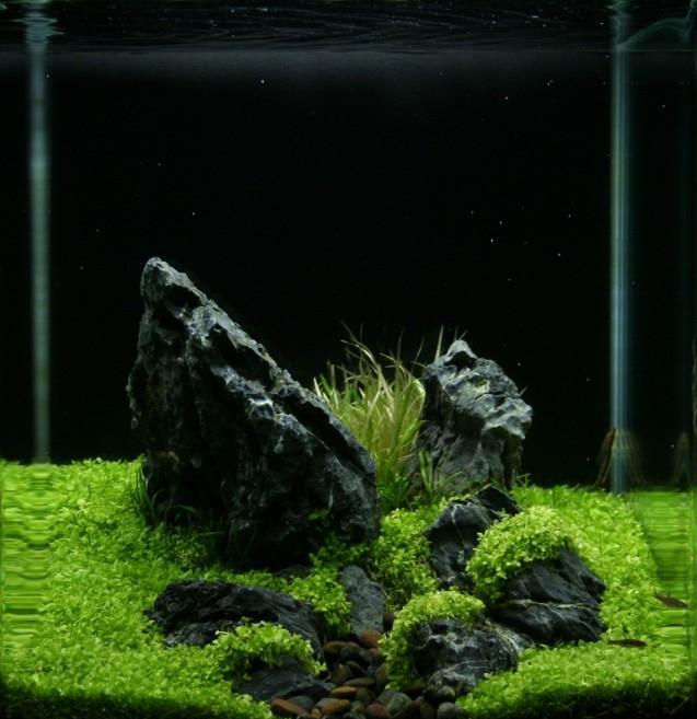 匈牙利2016水草造景大赛微型缸获奖作品(17p)