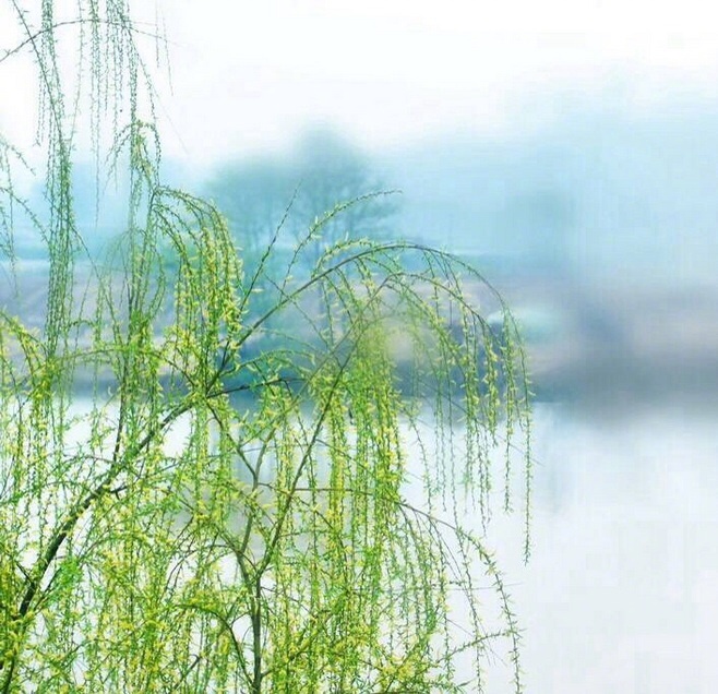 杨柳丝丝一径斜,碧溪循绕野人家.