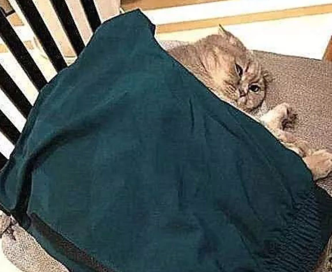 猫咪蜷缩一团,主人好心给它盖上被子,这货都没有正眼看过主人