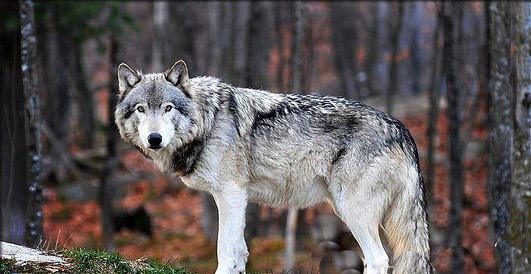 地球上现存体型最大的犬科动物,分分钟干倒藏獒,现濒临灭绝