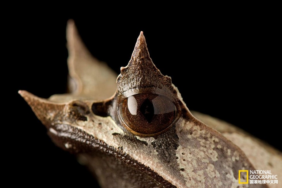 另类盘点这些动物头上长了犄角