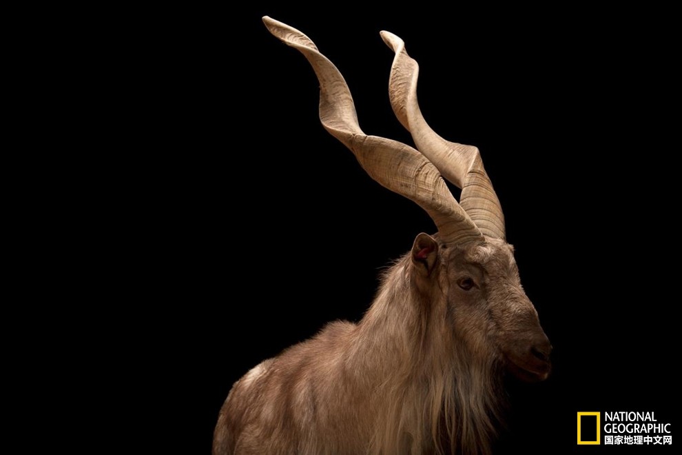 另类盘点这些动物头上长了犄角