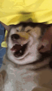 182_320gif 动态图 动图