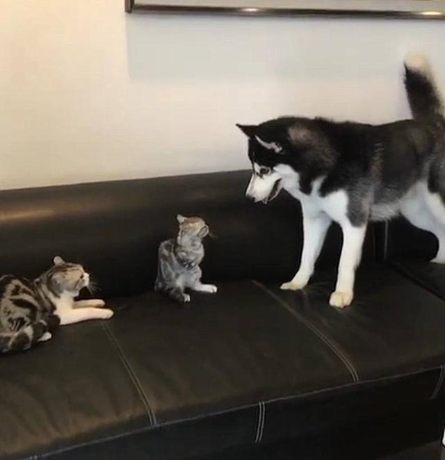 二哈厚脸皮欺负猫崽,被猫妈妈一巴掌呼走,二哈:我还会回来的!