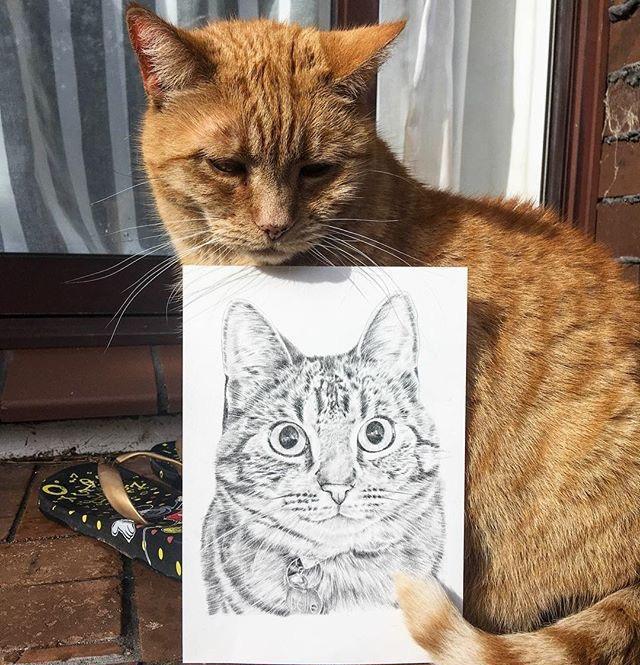 傲娇胖橘猫总是一脸嫌弃