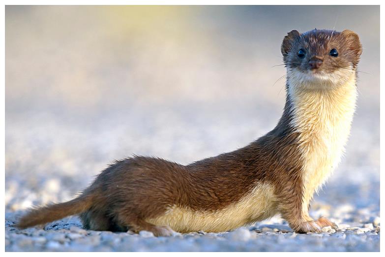 为什么黄鼠狼怼天怼地,却唯独害怕鹅?看完明白了!