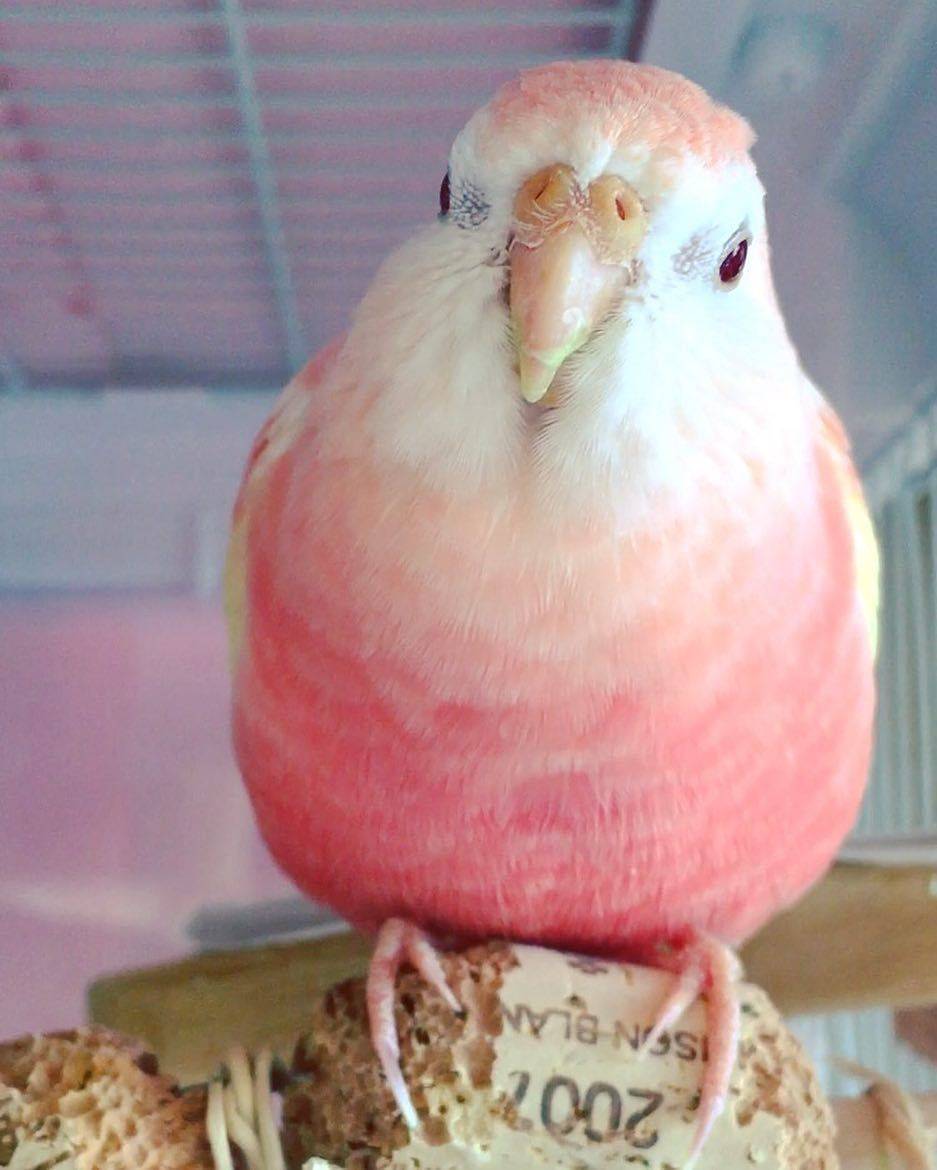 ins:pojumaru|秋草|水蜜桃|鹦鹉_新浪新闻