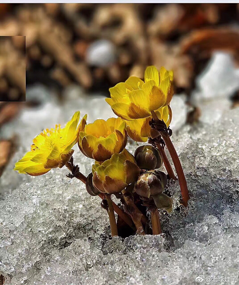 可能你看过神奇的冰山雪莲,却没有见过美丽的冰凌花