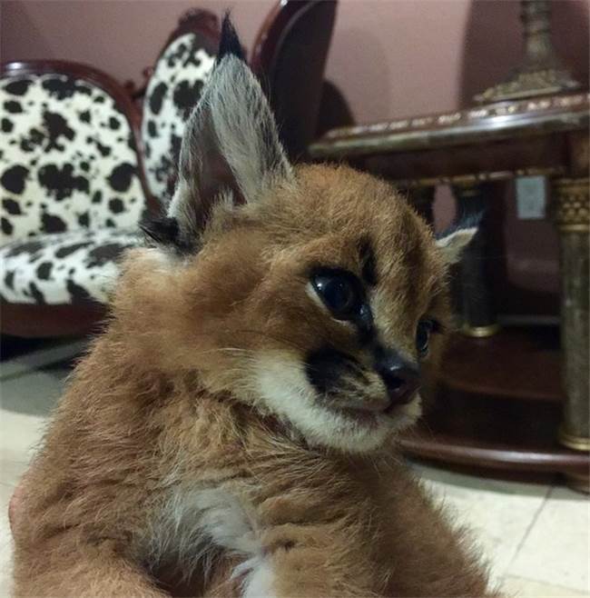 狞猫小时候好萌啊!