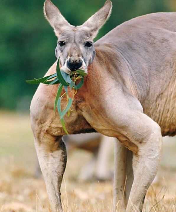 肌肉最发达最有型, 力量最强的动物, 强壮到用凶残形容