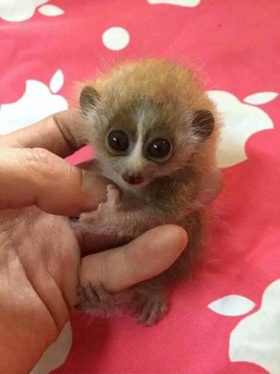 关于最近几年爆红的宠物猴,我想有必要给大家科普一