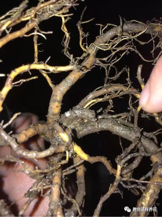 金钱树玉树烂根快死了,1个月后又爆盆