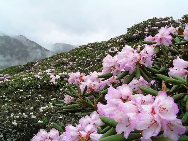 5月起開啟西藏賞花之旅杜鵑已映紅綿延雪山