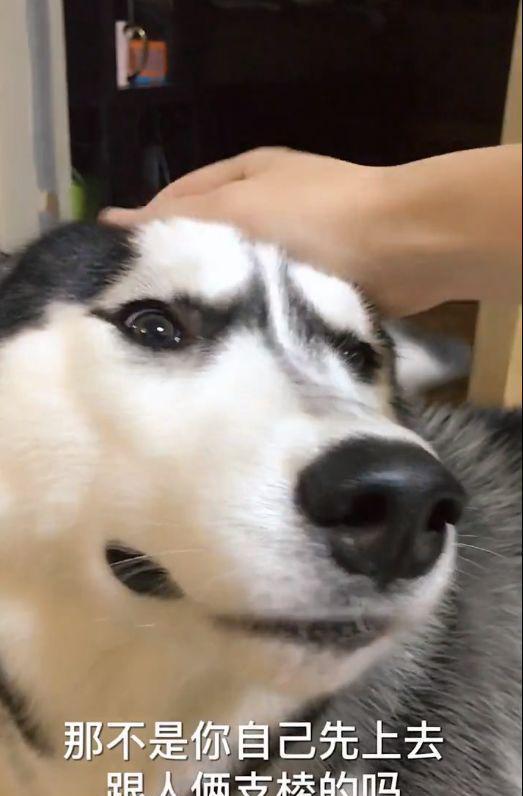 二哈约架打输了回家哭闹,一边抽搐一边低头没脸见人,主人无奈啊