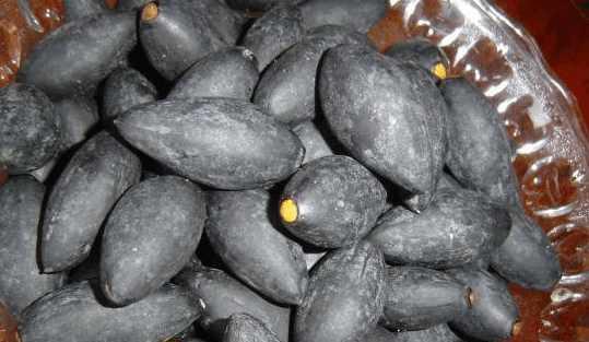 外婆|黑橄榄|枝干_新浪网