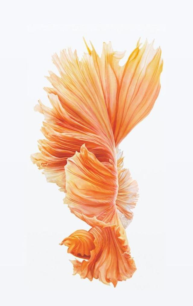 孔雀鱼姿态万千的美丽