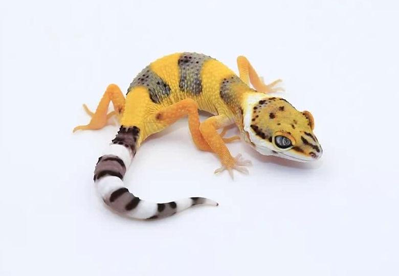 直通欲望黑眼柠檬霜的钥匙,不要错过