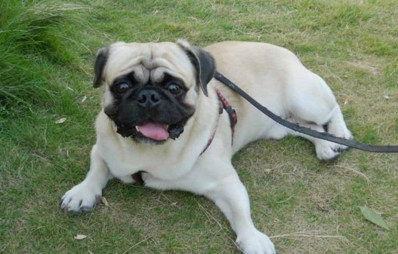 最不掉毛的6种狗狗贵宾犬上榜最后一种原产于中国