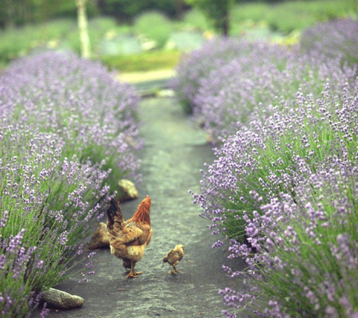 韩国江原道薰衣草庆典今天开始啦