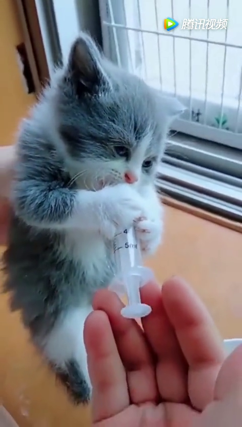 猫咪:这点吃奶的力气我还是有的!