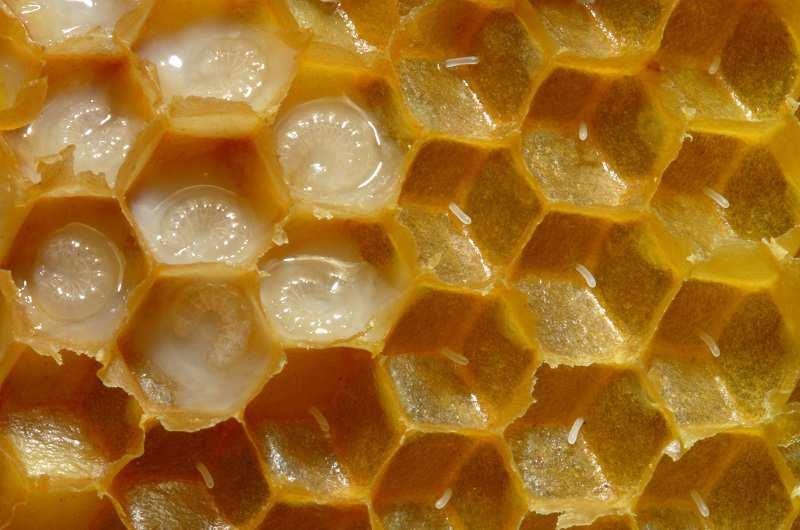 蜂王浆的隐藏功能给蜜蜂的女王宝宝当胶水