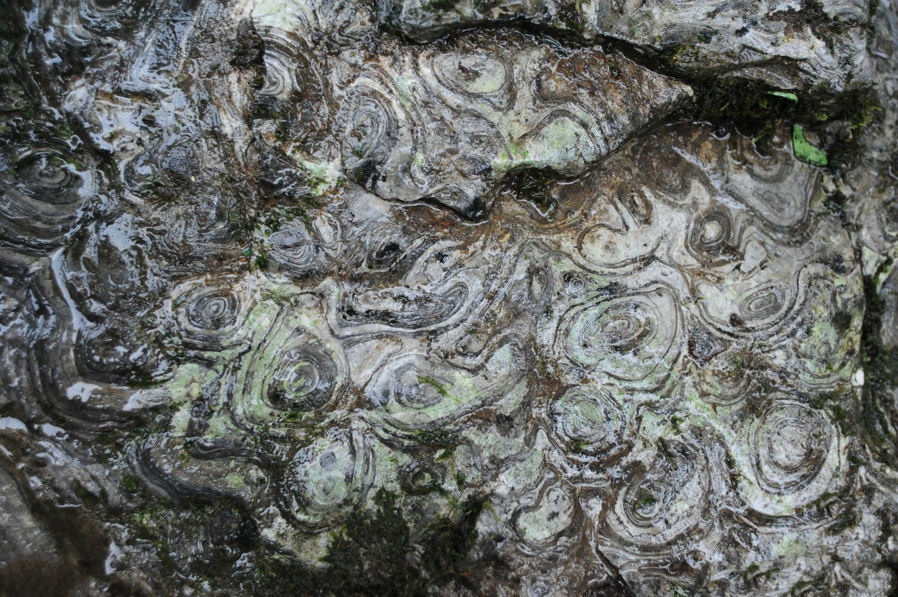 重庆一村庄发现比盘子大的"石花",专家前往解开了石