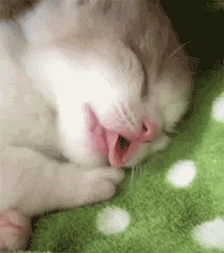 小奶猫睡觉喜欢吐舌头,主人一看把手伸了过去,结果