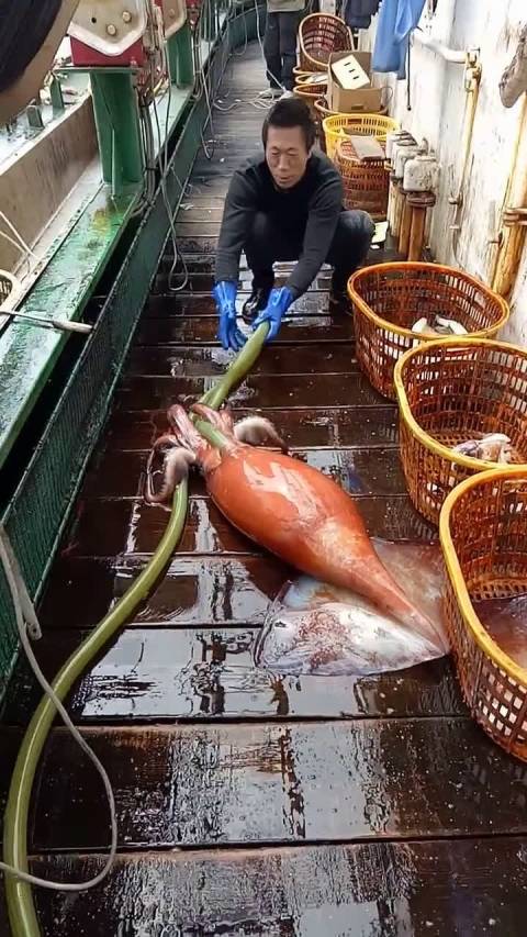 这么大的活鱿鱼,你们见过吗?