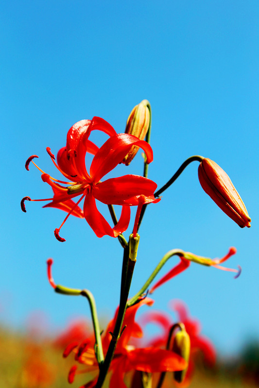 【镜头新闻】陕西子长:山丹丹又红高柏山