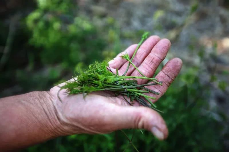 5月中-6月份可食用部位:嫩叶,茎吃法推荐:凉拌,清炒,做馅黑狗筋带着一