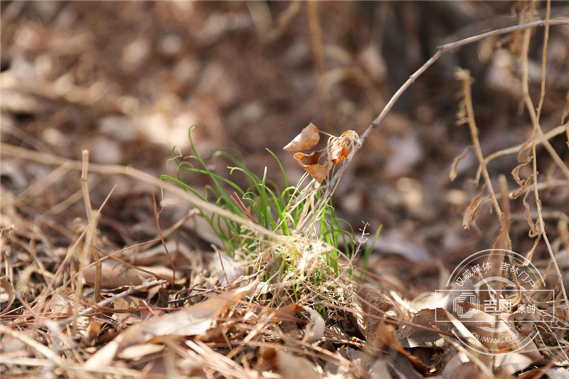 天街小雨润如酥草色遥看近却无一场淅沥沥的小雨过后