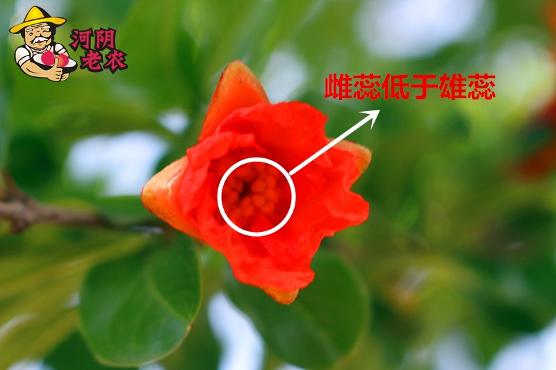 当我得知石榴花是雌雄同体的时候,我居然想到的是玉女剑法